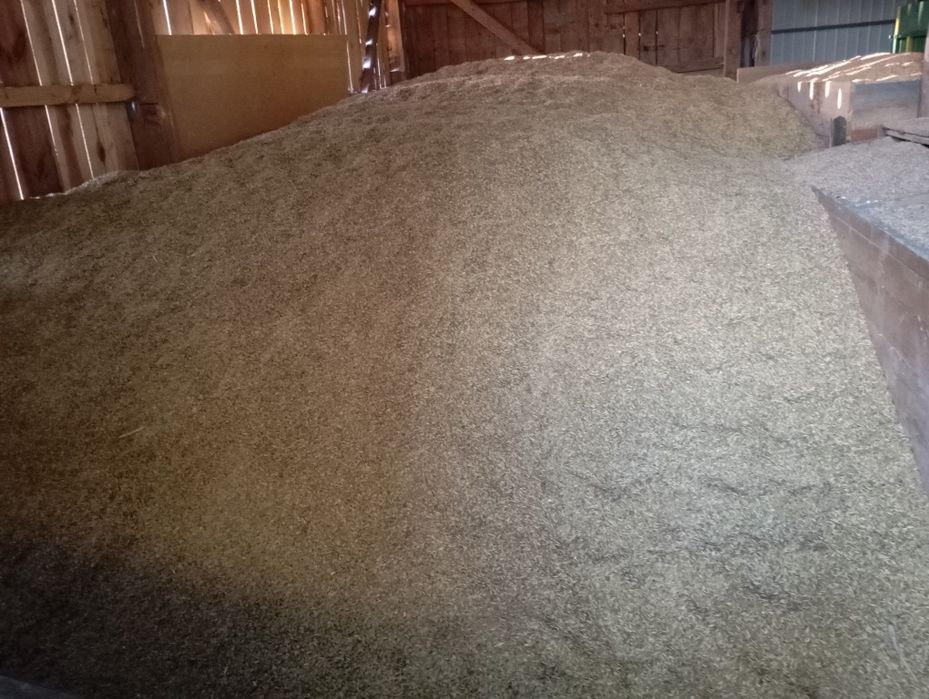 sprzedam owies bingo