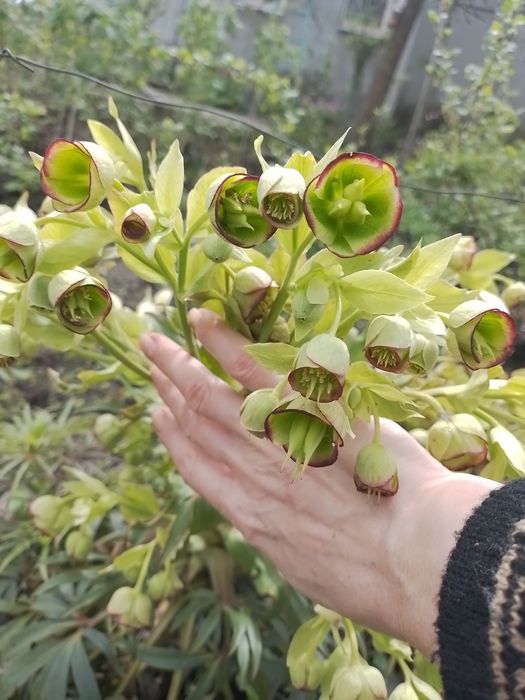 Продам надлишок морозника вонючого