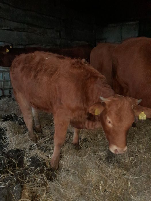 Jałówka Lm samica odsadki