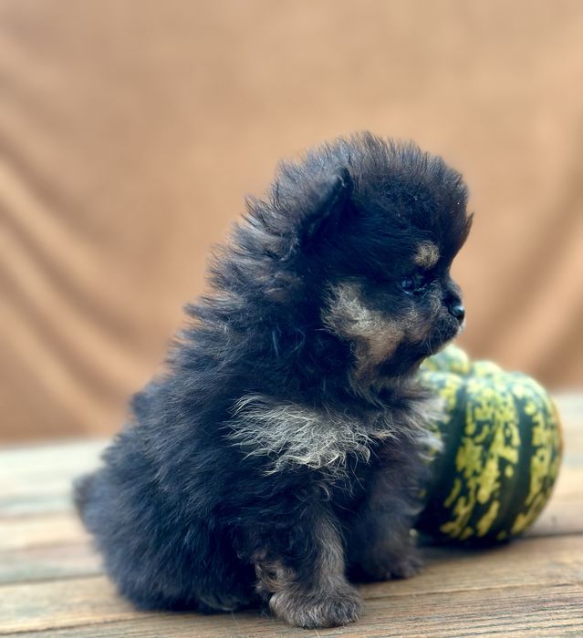 Szpic miniaturowy pomeranian black and tan pieski suczki