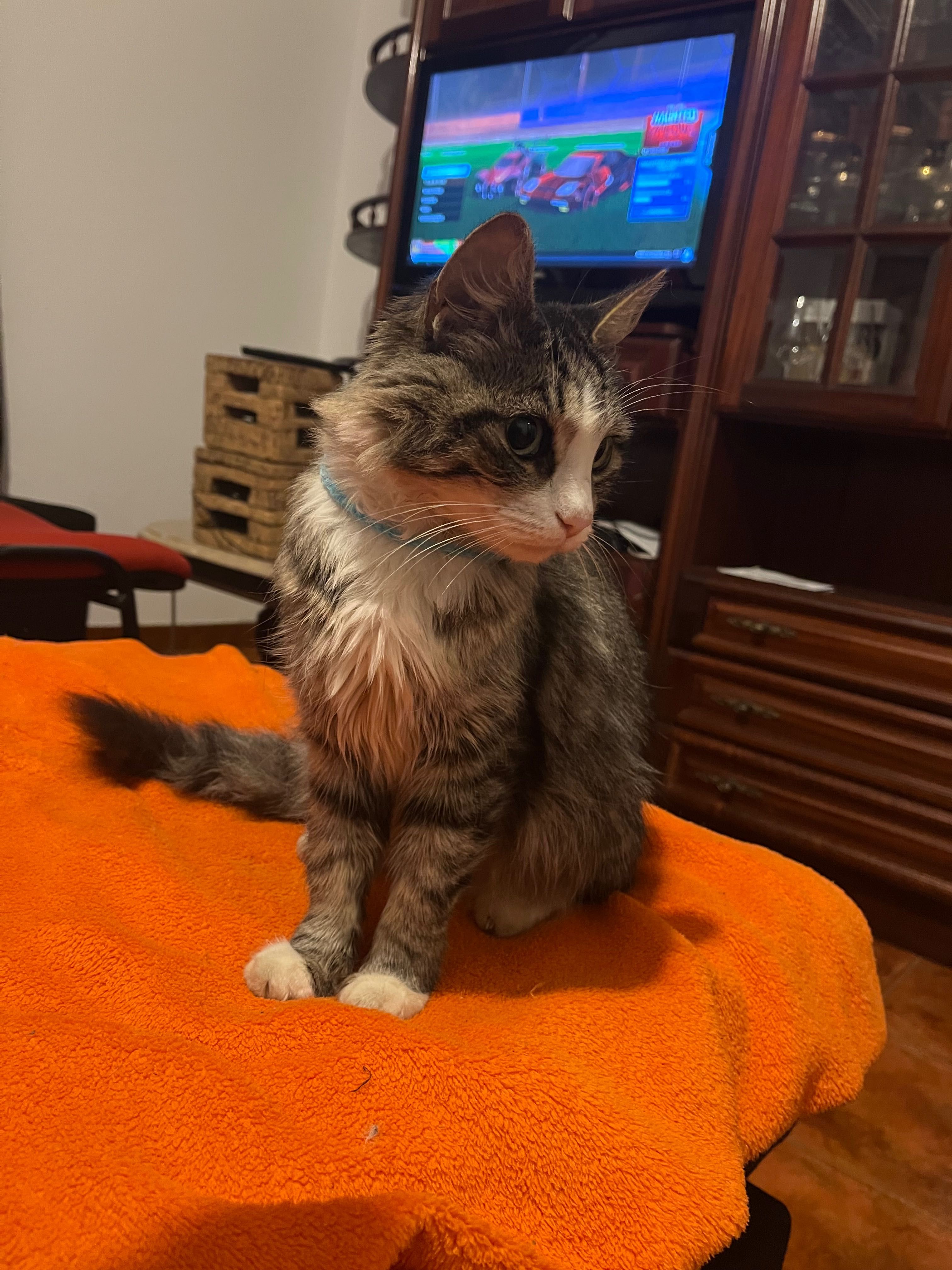 Gatinha de 11 anos