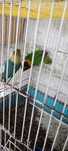 Aves para venda ou troca