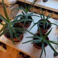 Aloes leczniczy aloes