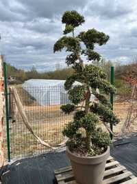 Ilex Crenata bonsai  duży okaz