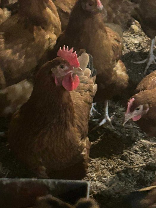 Kury nioski z wolnego wybiegu  własna hodowla ! Kurki z jajkiem !