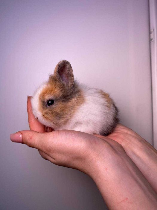 нереальні пухнастики ручні карликові міні кролики королівські породи