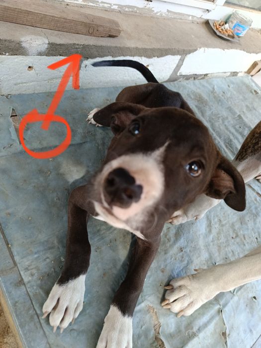 Продаю питбули с паспортами