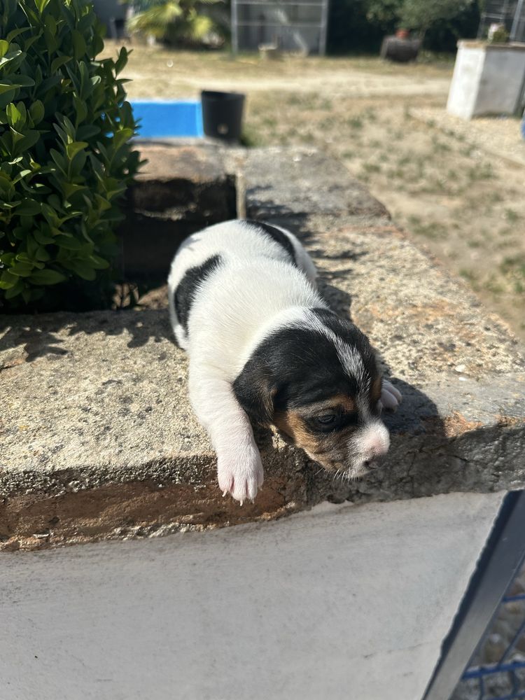 Magnífico menino jack russel