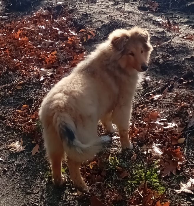 Owczarek szkocki collie