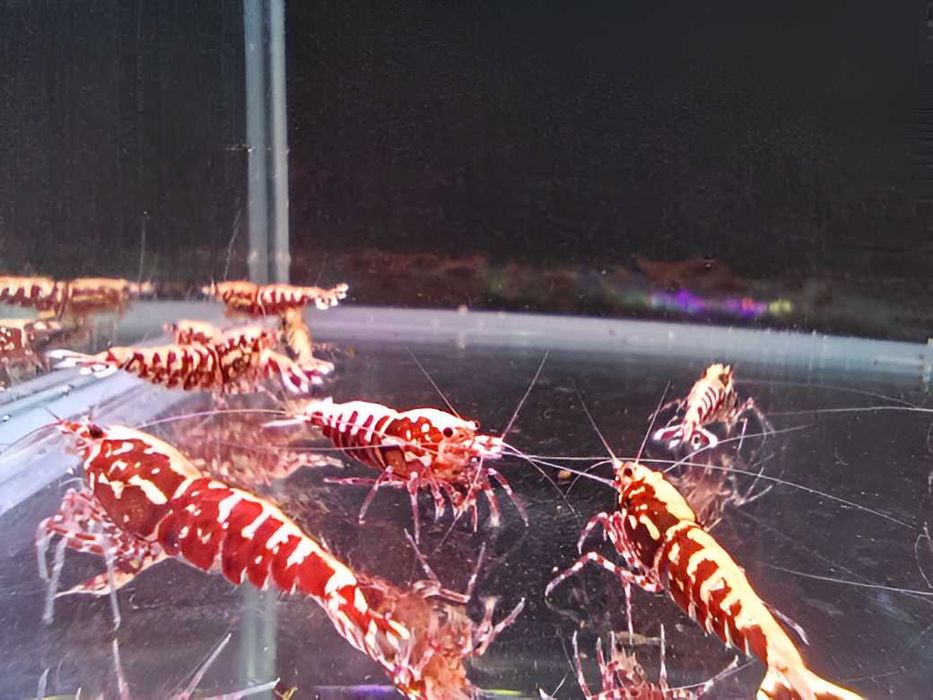 Krewetki Caridina - Taiwan Galaxy Red