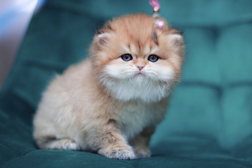 Oferujemy  czystego brytyjskiego kociaka o rzadkim kolorze