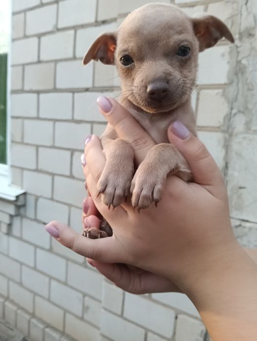 В продажі дуже лагідні  цуценята той-терєр