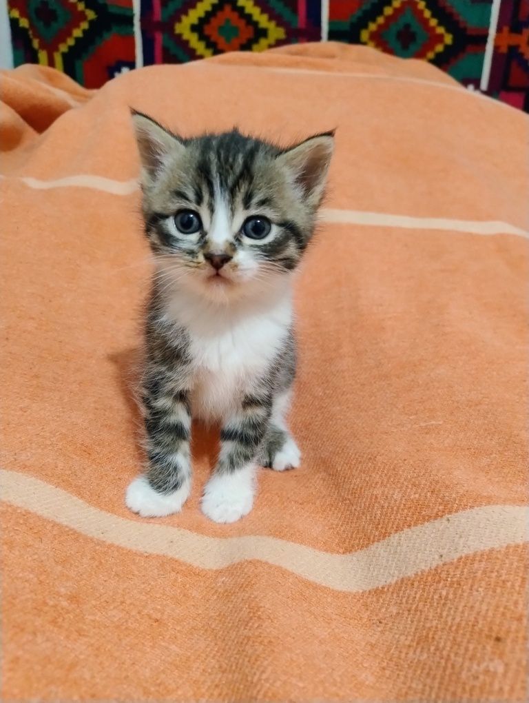 Отдам котенка девочку в хорошие руки
