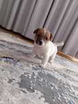 Jack Russell terrier piesek