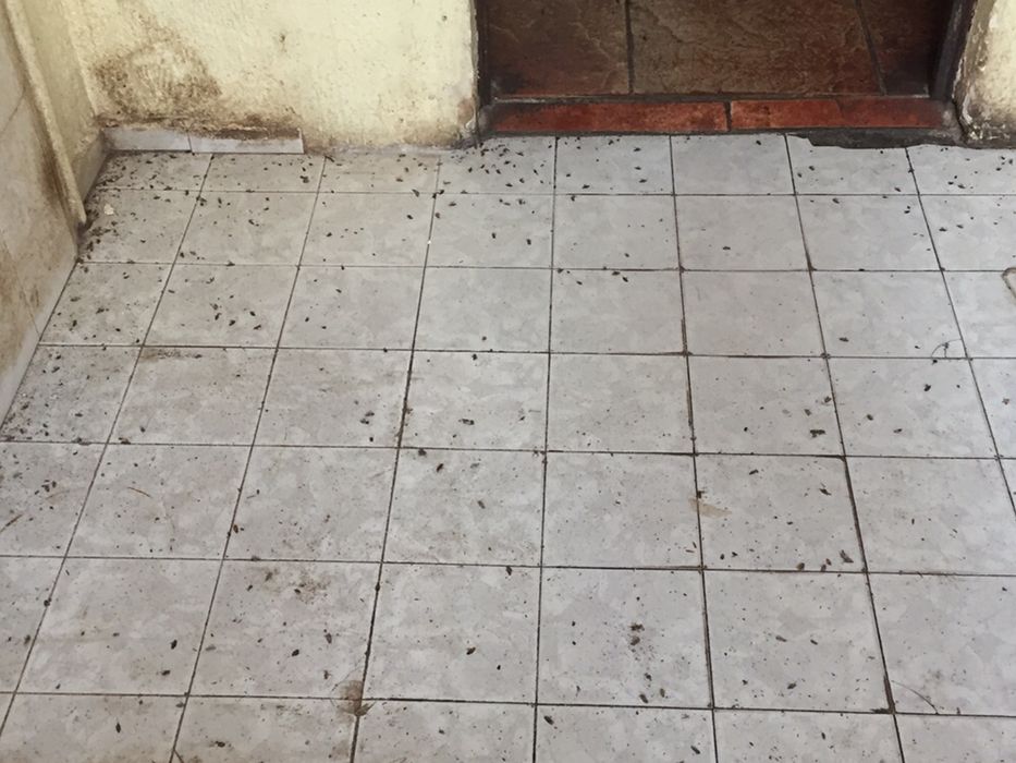 Обробка квартири та приміщень від тарганів