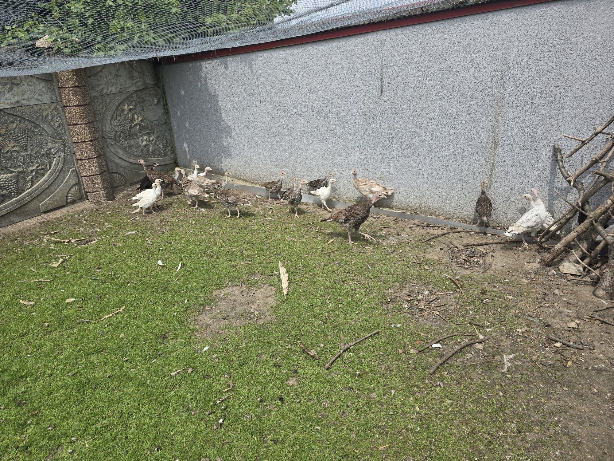 Indyki mlode na sprzedaz