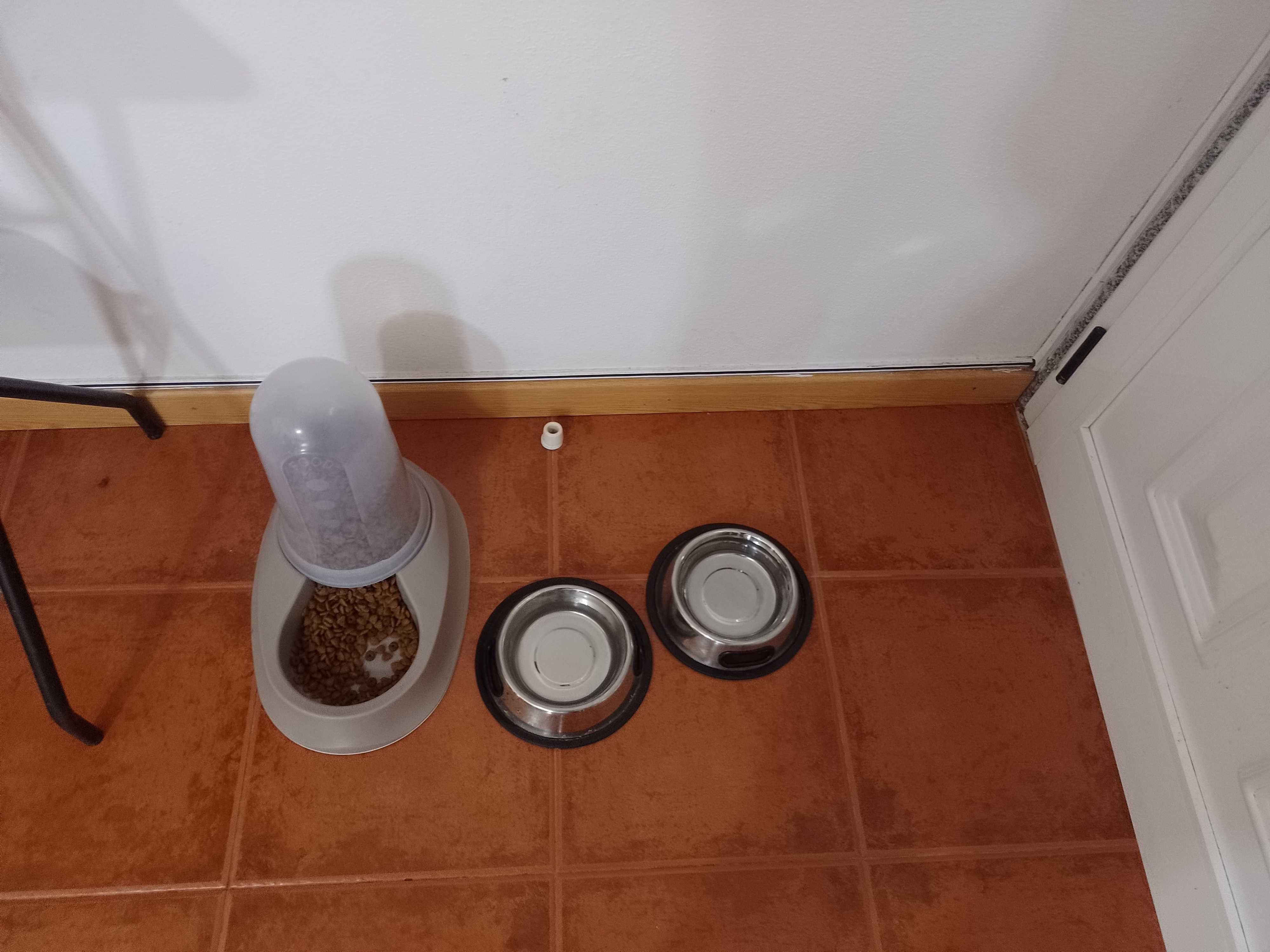 Doação de cachorro macho filhote