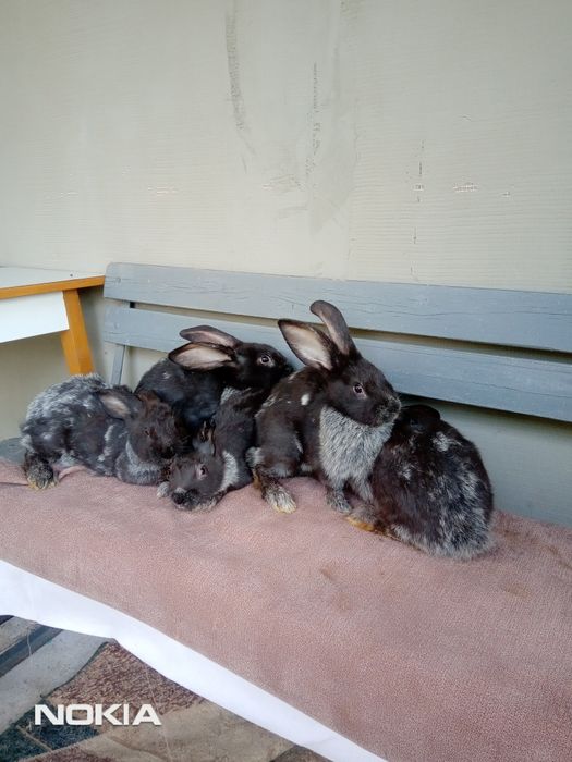 Кролики на розвід