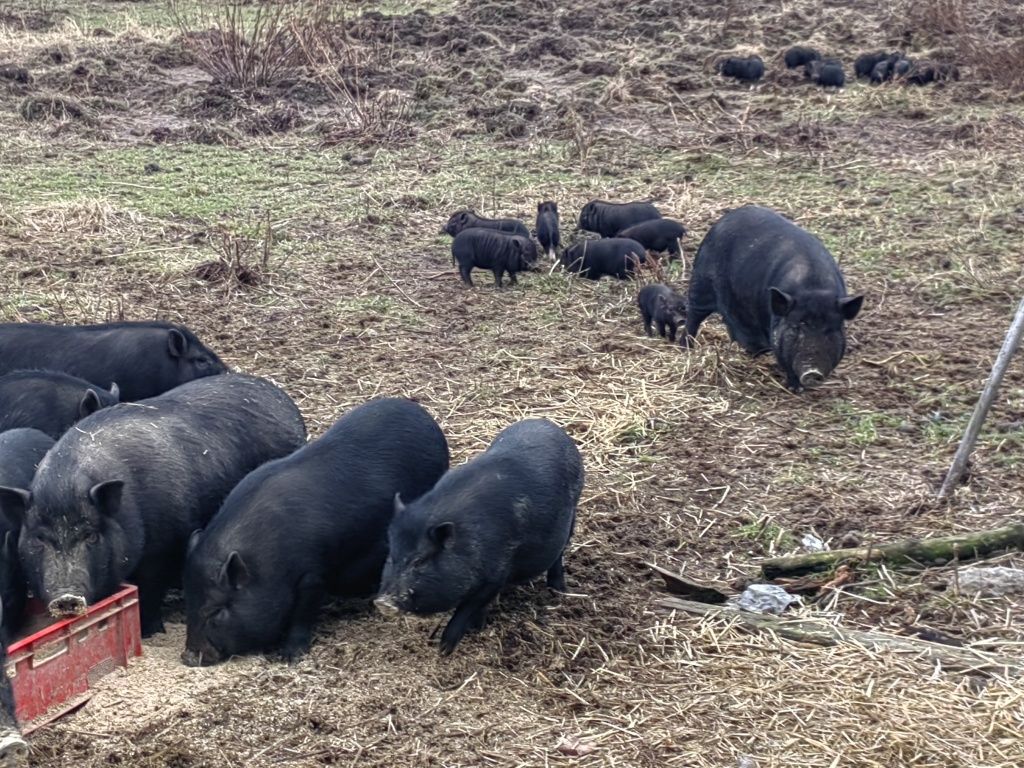 Sprzedam świnki wietnamskie .prosiaki .prosiaki wietnamskie .świnie