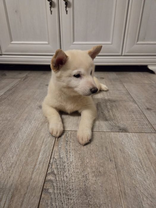 Kremowy piesek Shiba inu