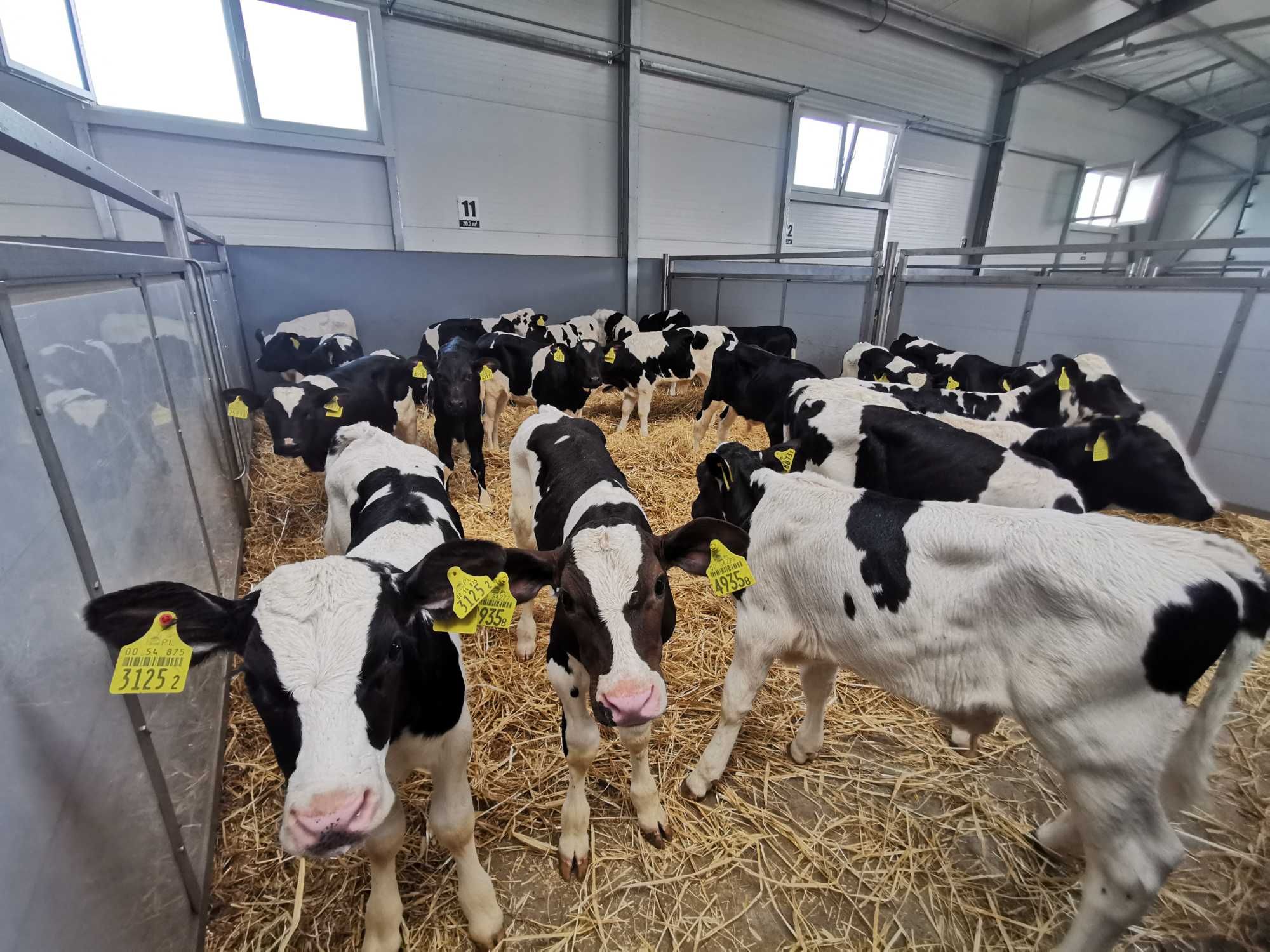 Sprzedaż POLSKICH cieląt byczki i Jałówki - Baza Okolice Żnina