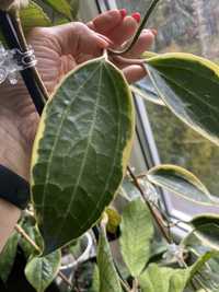 Hoya macrophylla albomargonata 2 l cw roxowy margines