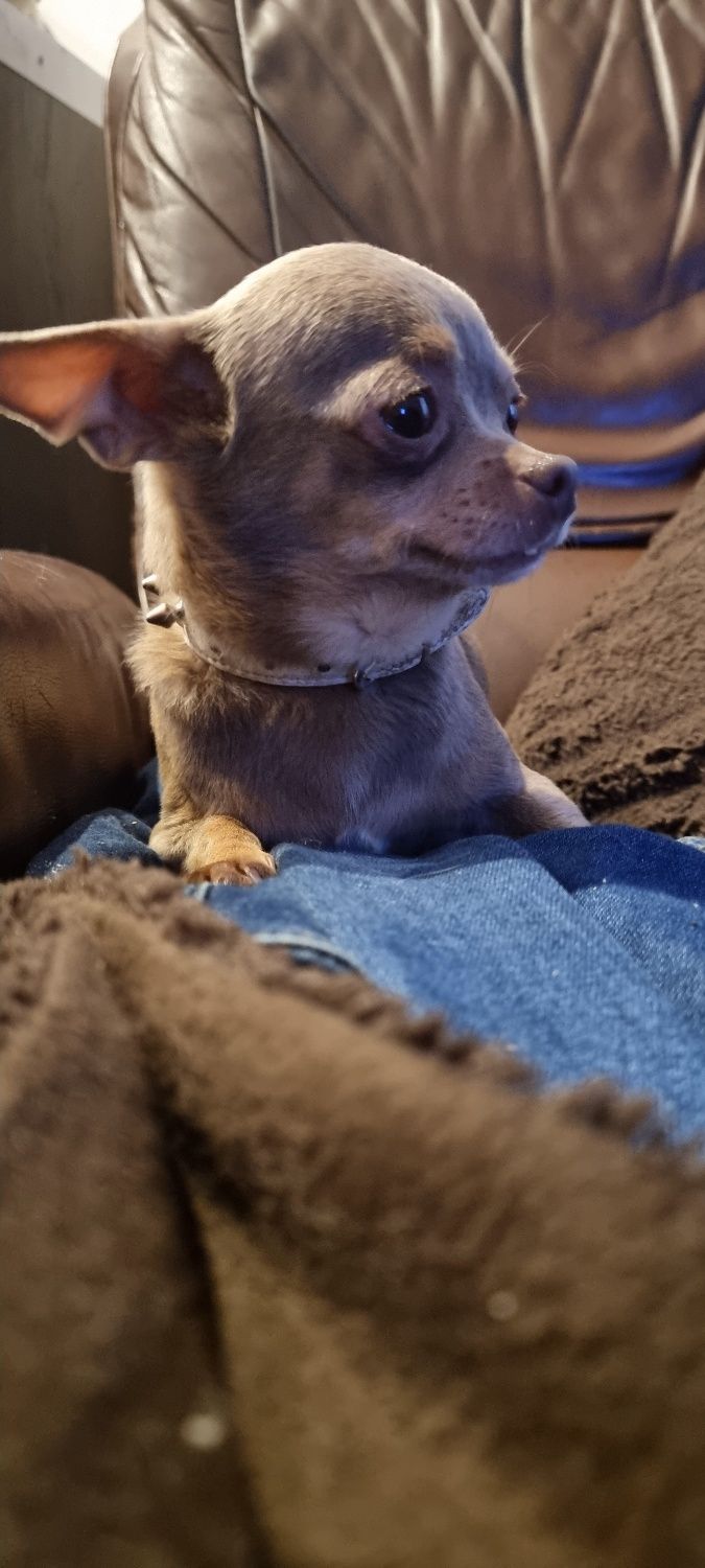 Chihuahua,  suczka, zaginęła w pomorskim, Stegna