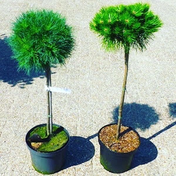 Туя смарагд-різні розміри-відправка