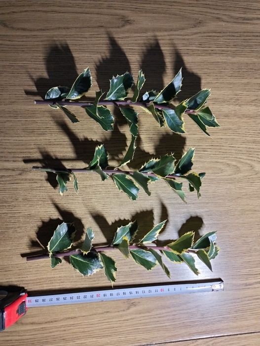 Gałązki ostrokrzewu pojedyncze