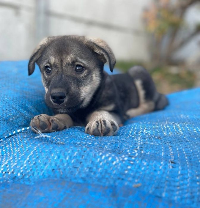 Отдам даром в добрые руки щенков метисы овчарки и лабрадора