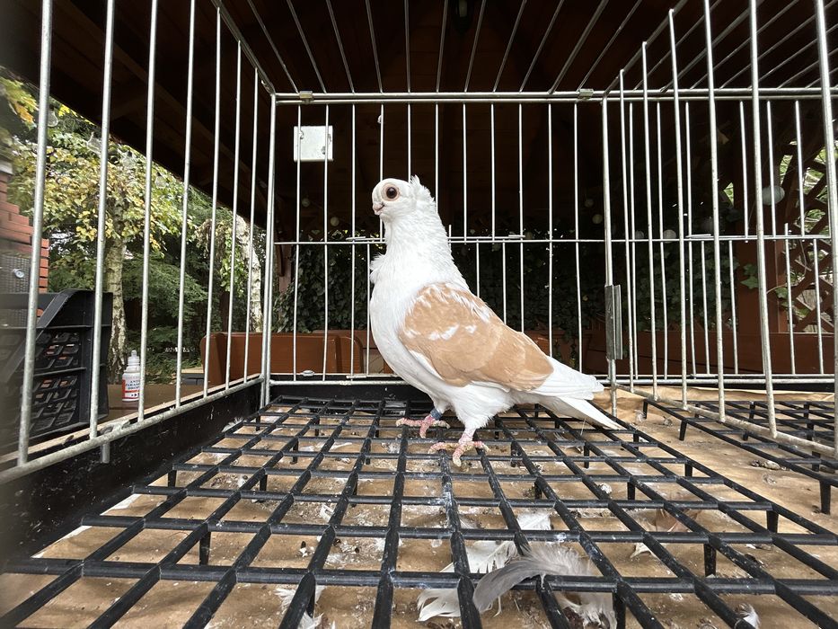 Gołębie ozdobne. Mewka polska samczyk 2024r.