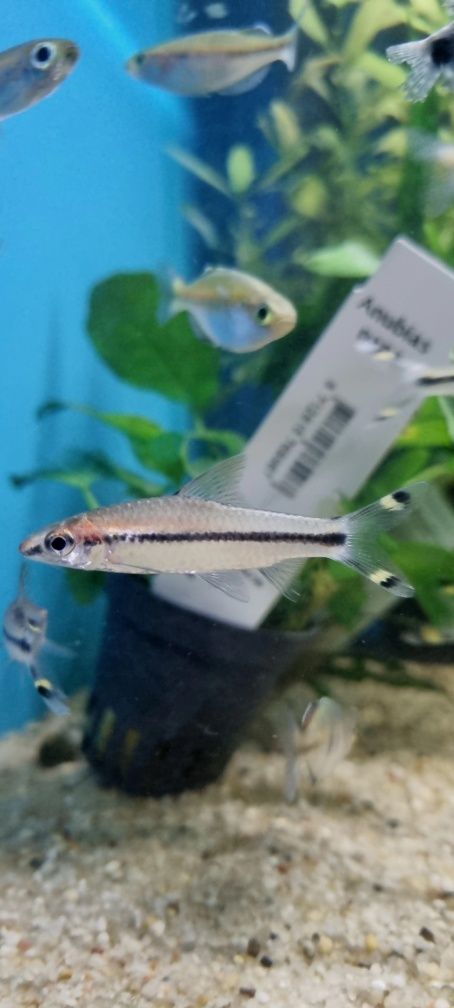 Brzanka denisona (puntius denisoni)