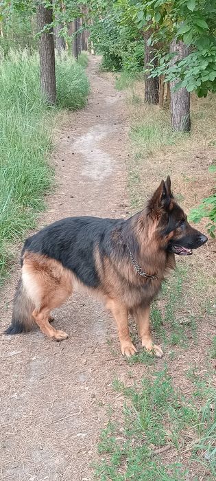 Вязка кобель немецкой овчарки