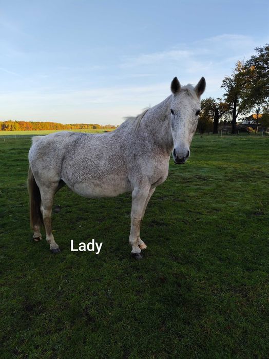 Likwidacja stada koni