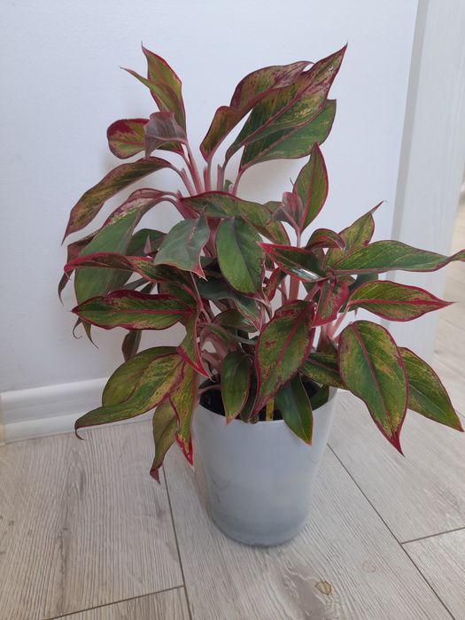 Aglaonema Crete L