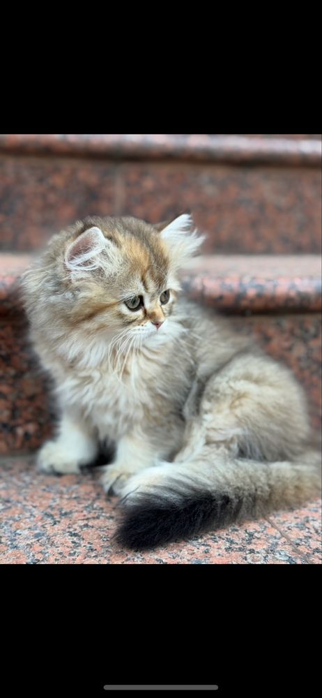Кошеня золота шиншила