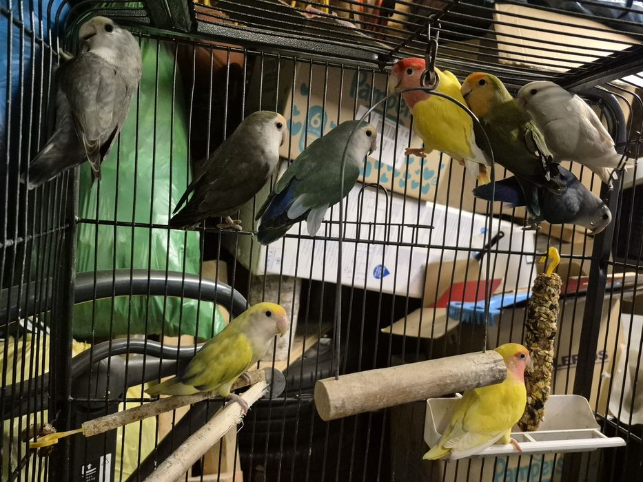 Papugi Nierozłączki.