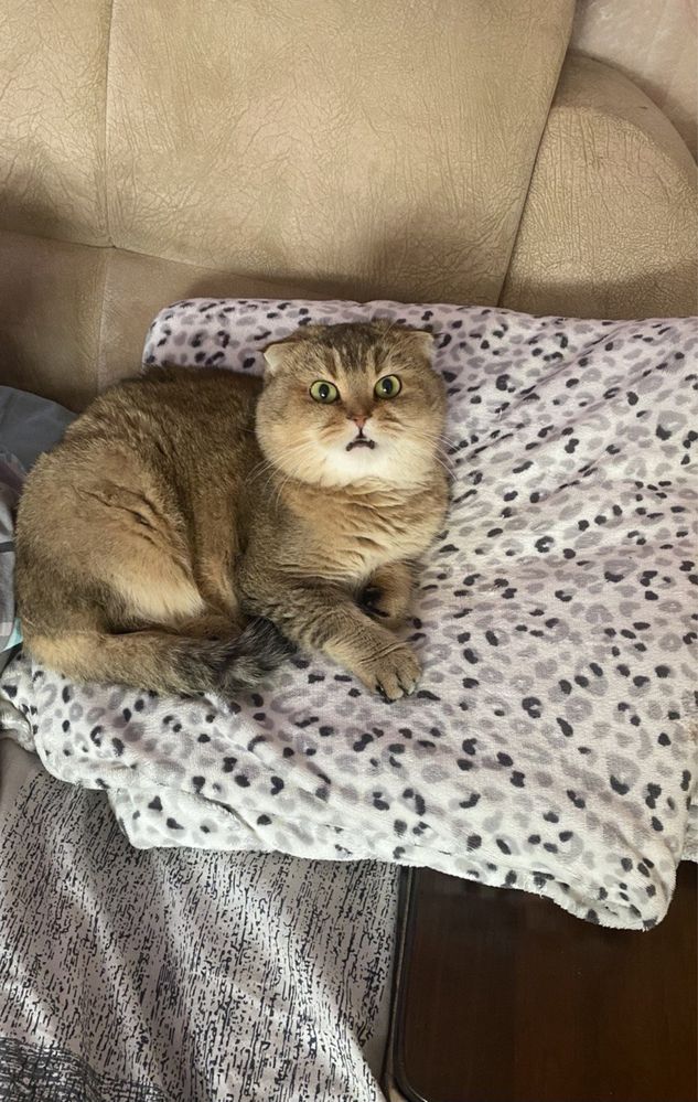 Вязка шотландського кота