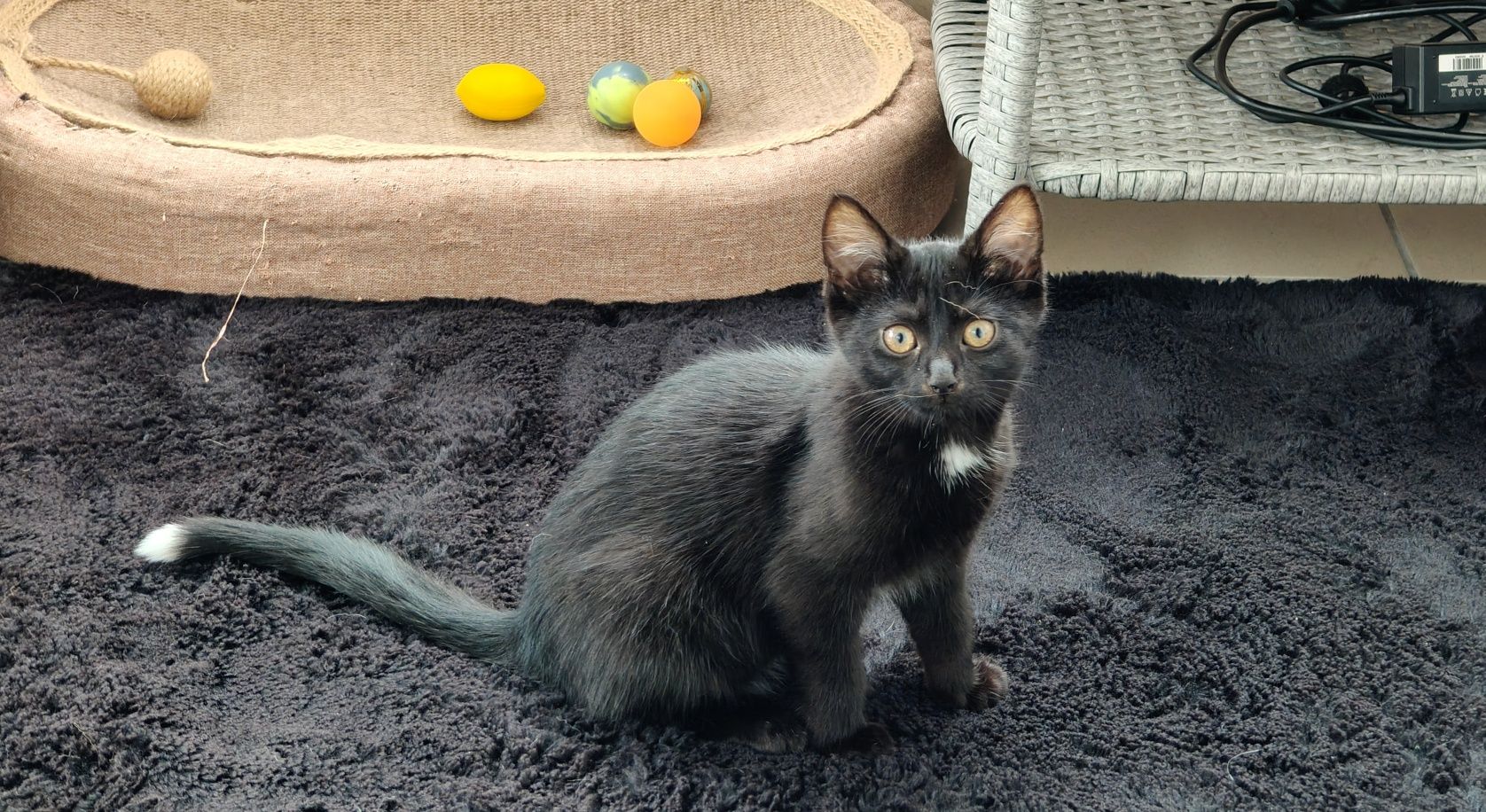 Brusia do adopcji