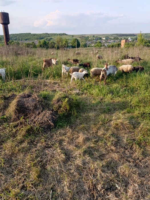 Продам кози різного віку та статі.