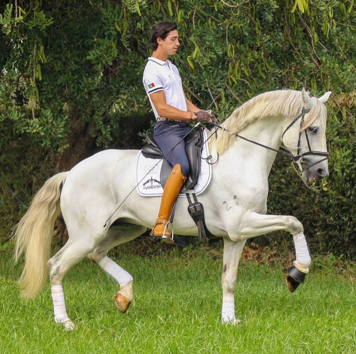 Cavalo lusitano dressage