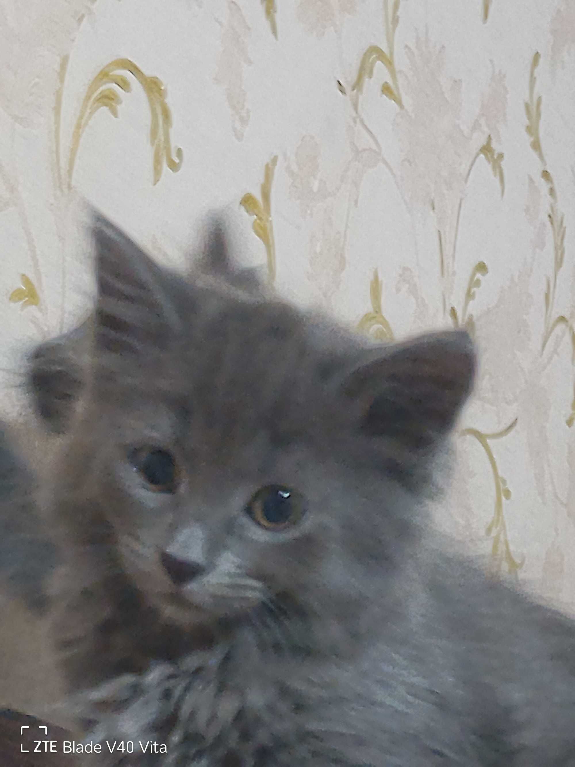 Кошенята шукають родину, діткам 2 місяці.