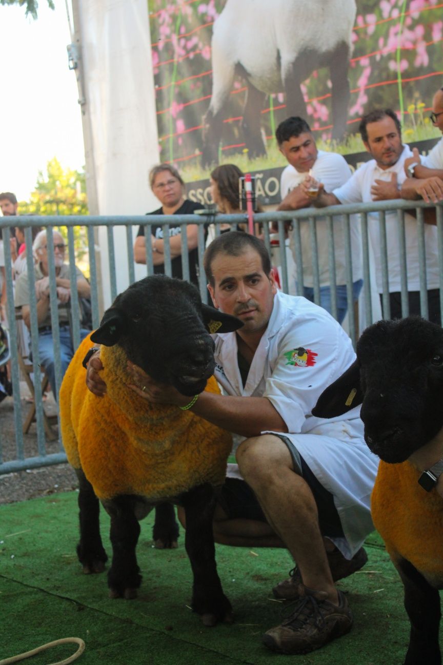 Macho suffolk excelente pedigree