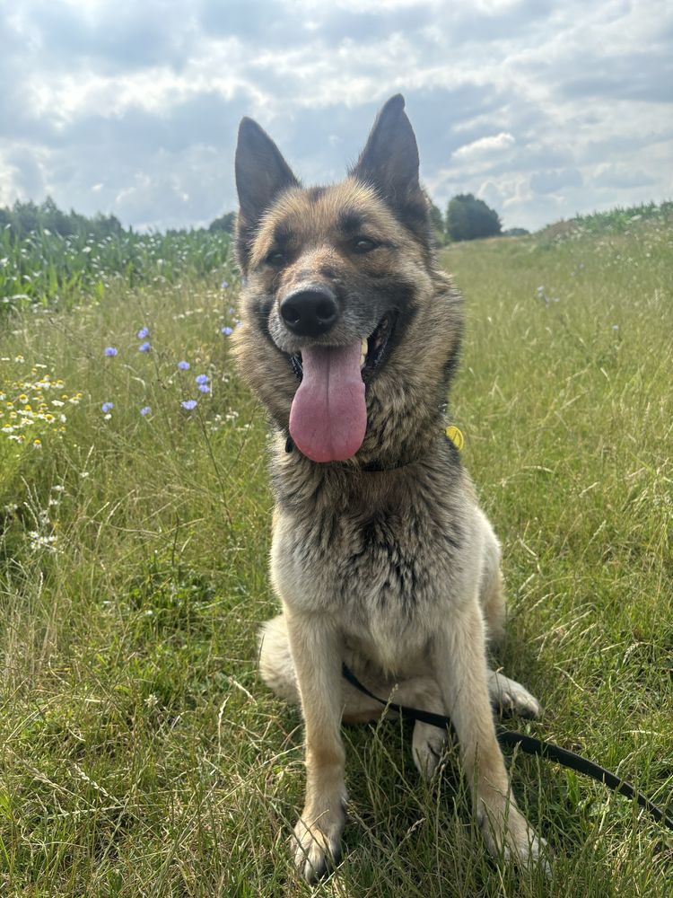 Owczarek niemiecki do adopcji