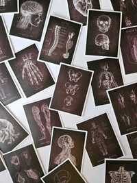 Naklejki czarne anatomiczne części ciała szkielet komplet 10 naklejek