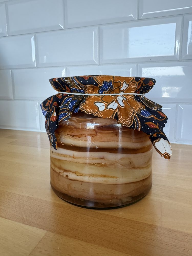 SCOBY kombucha grzybek starter