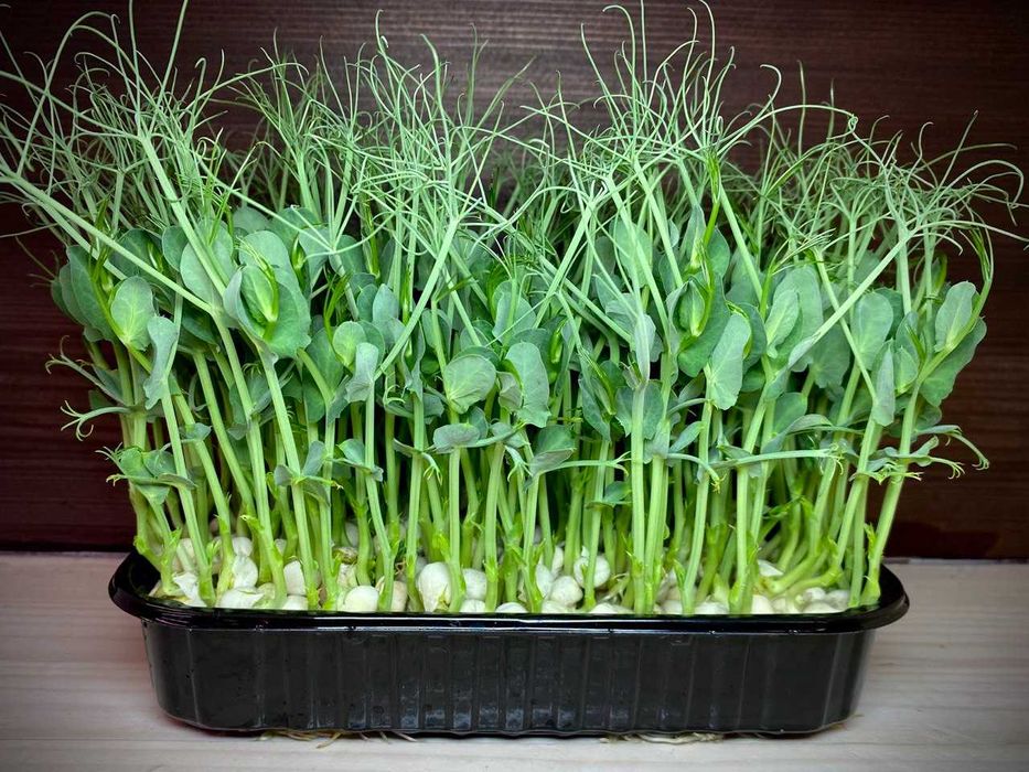 Мікрозелень в наявності! (більше 20 культур)