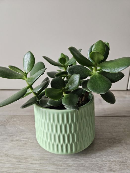 Горщик з рослиною грошове дерево