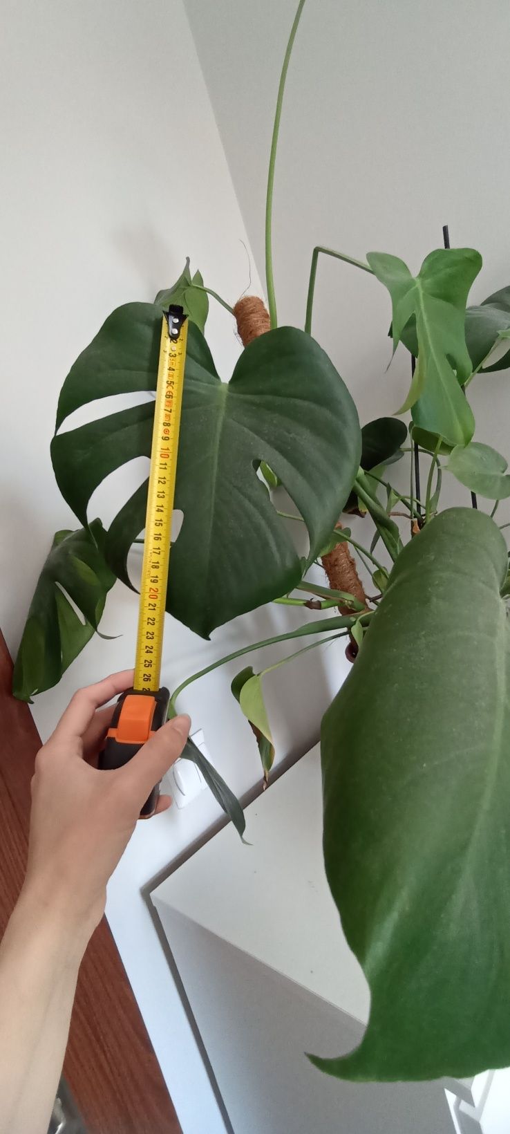 Monstera dziurawe liście duża