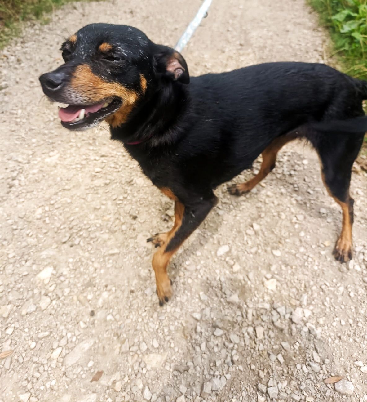 Suczka do adopcji
